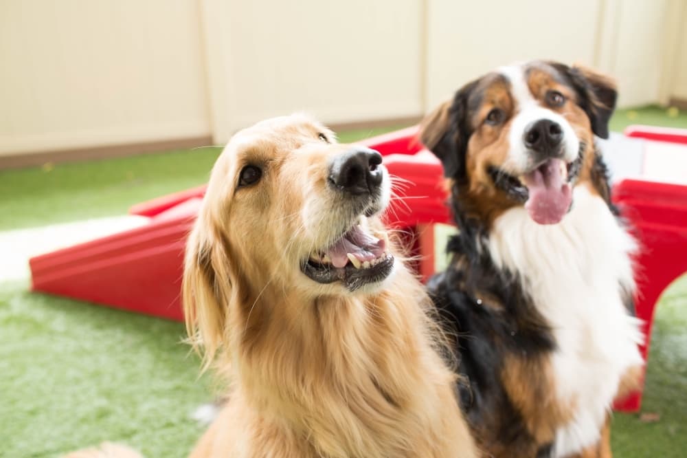 Camp Bow Wow opens new dog care facility in Humble area