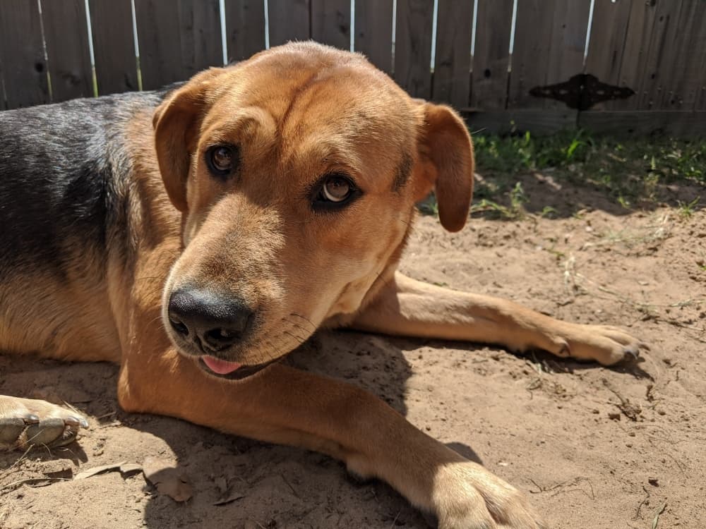 Montgomery County Animal Shelter at 'critical capacity point'