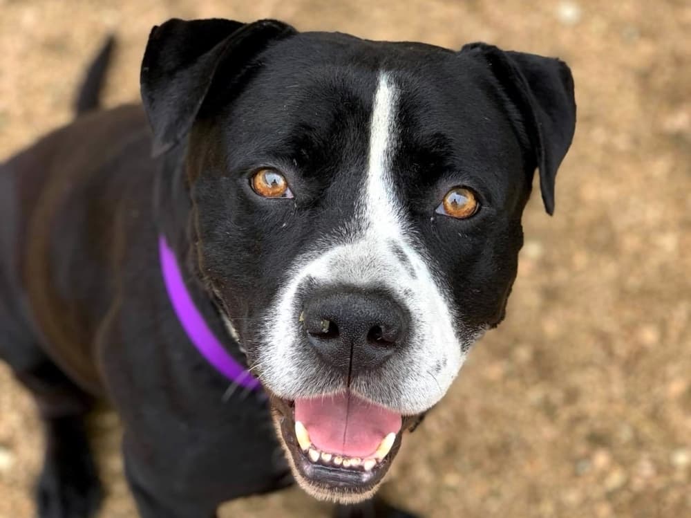 Two overcapacity Georgetown animal shelters are offering free adoptions through June 20