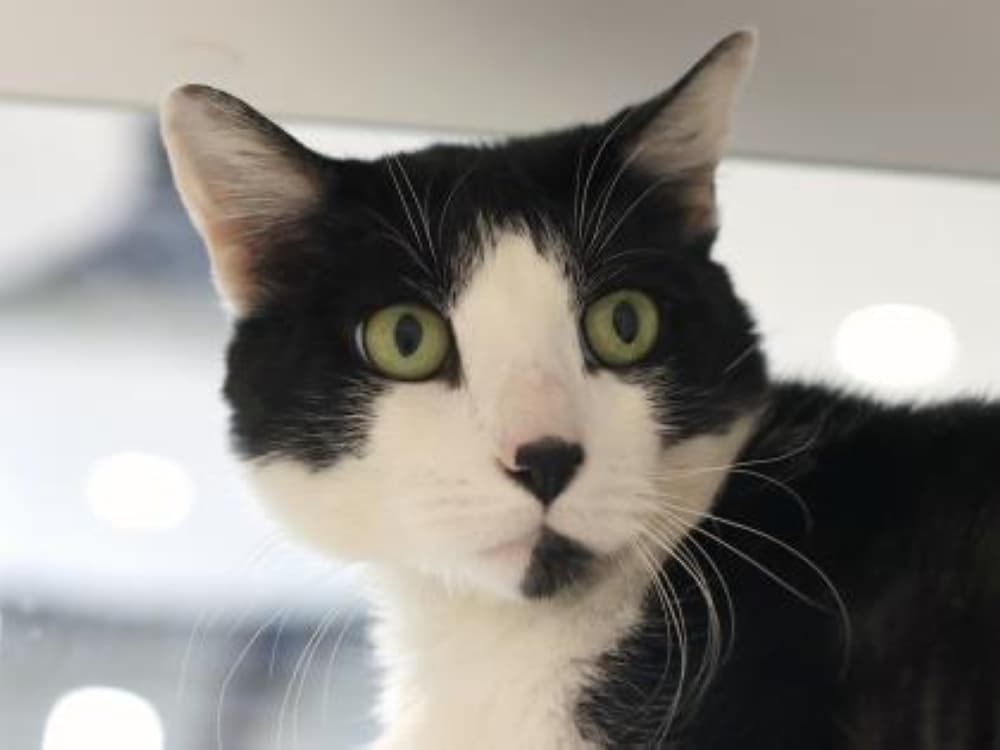 An adult black and white cat. 