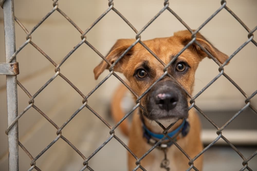 Report shows no counties in Greater Houston area achieved "no-kill" status for all animal shelters