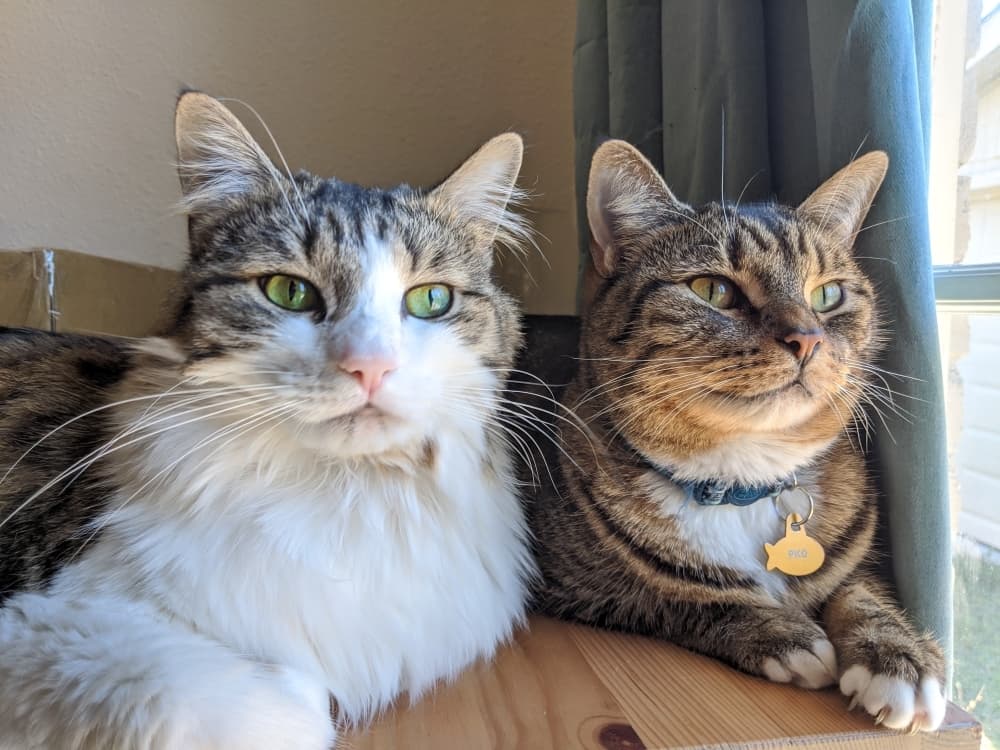 Williamson County Regional Animal Shelter fundraiser lets donors name adoptable cats