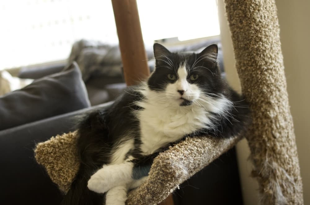 Adopt a cat at Domain Northside and other events to check out this weekend in Northwest Austin
