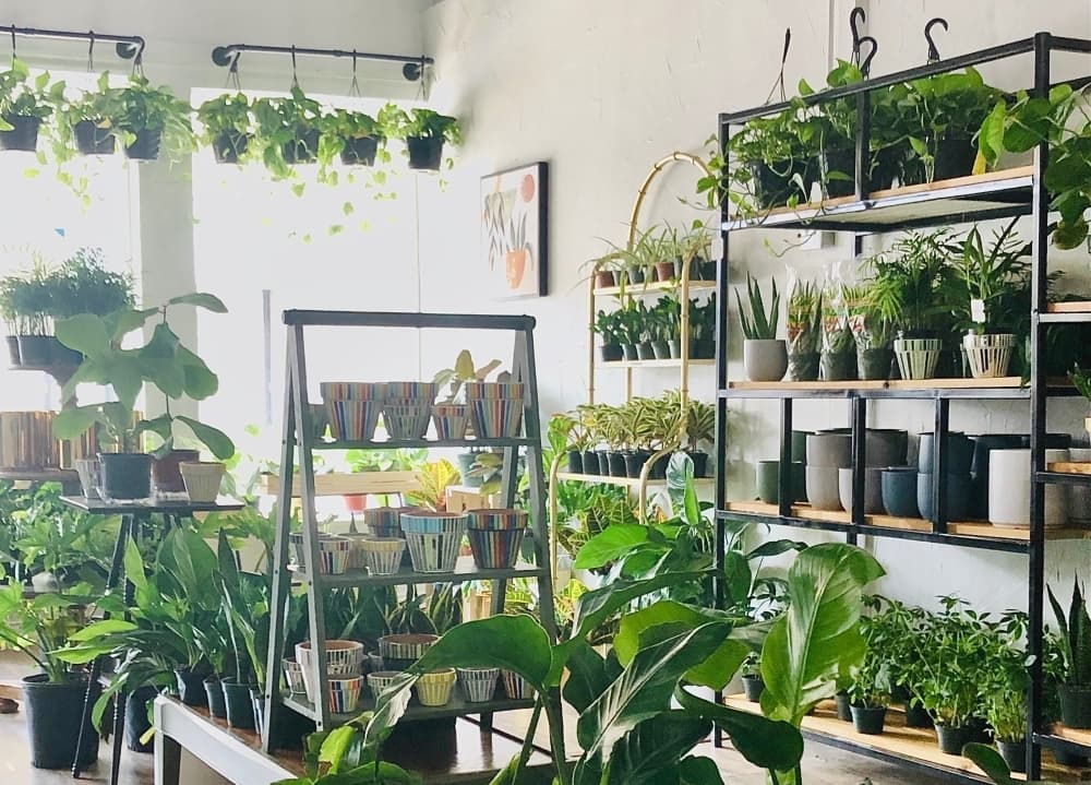 Habitat Plants + Coffee now open in downtown McKinney