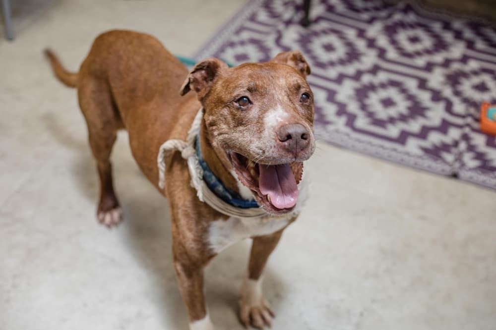 Richardson Animal Shelter at full capacity after busy summer months