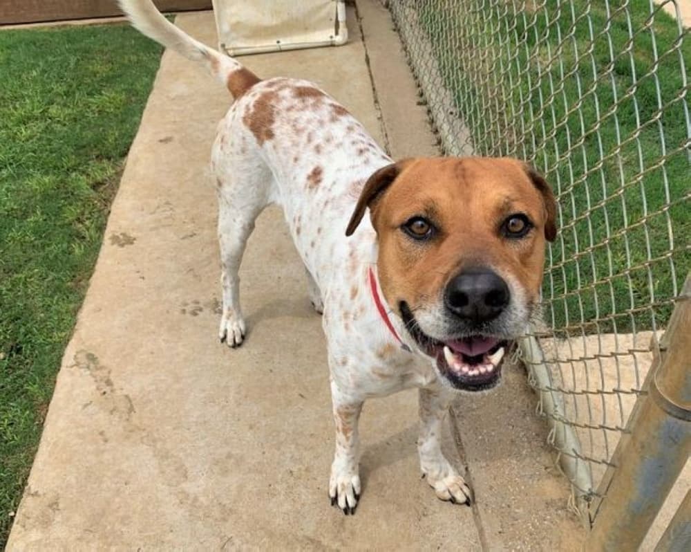Animal intake up 30% at Plano shelter