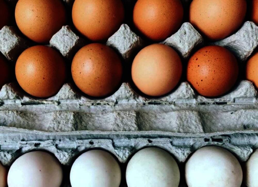Planning and Zoning Commission approves ordinance changes in favor of backyard chickens in Plano