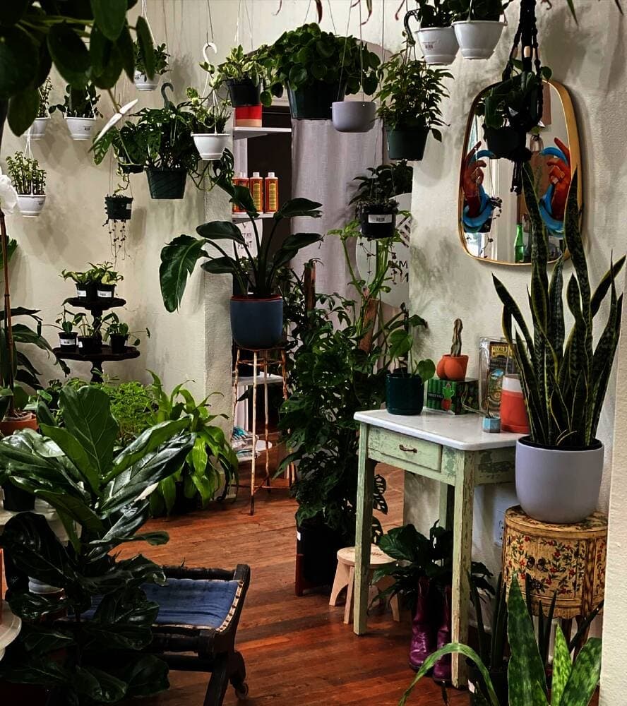 House plant shop Wet My Plant now open in Old Town Spring