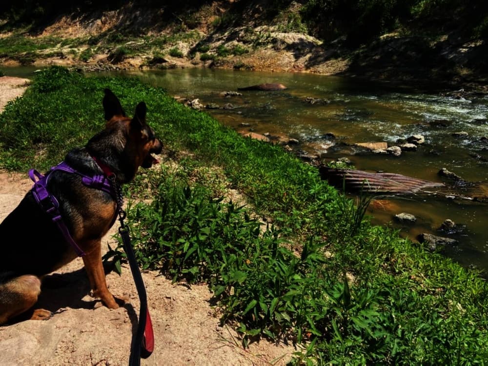 Hoof, Paw, and Claw Petsitting now offering pet care services in Spring, Klein and Tomball