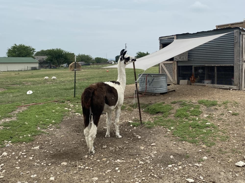 One of the animals who lives on the Simple Sparrow Care Farm is a rescue llama named Jacopo. (Brooke Sjoberg/Community Impact Newspaper)
