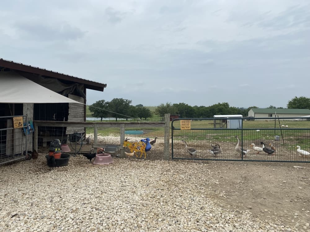 Ducks, geese, chicken and goats are among the many animals living at the Simple Sparrow Care Farm. (Brooke Sjoberg/Community Impact Newspaper)