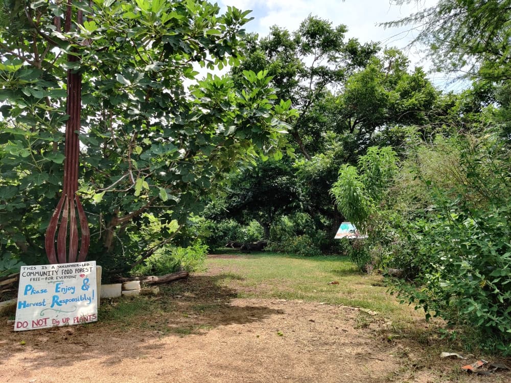 Downtown Austin community food forest expansion to move forward with city backing