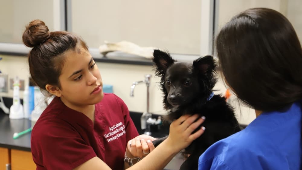 Spring ISD partners with local vet to provide animal care services
