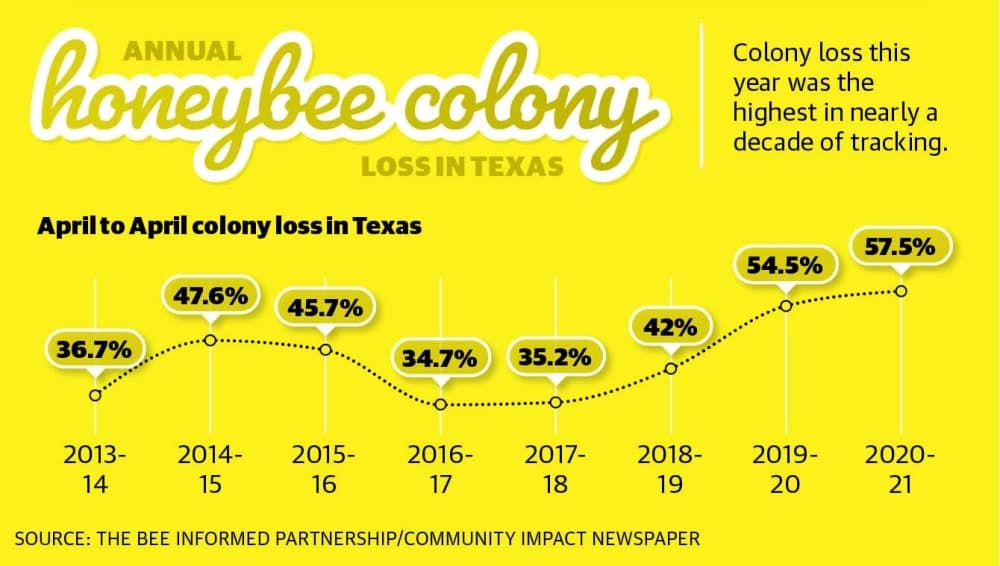 Bee population in The Woodlands falls after harsh weather