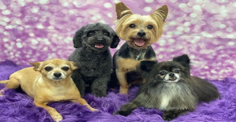 Dog grooming service Glam Bam Paws now open in Keller
