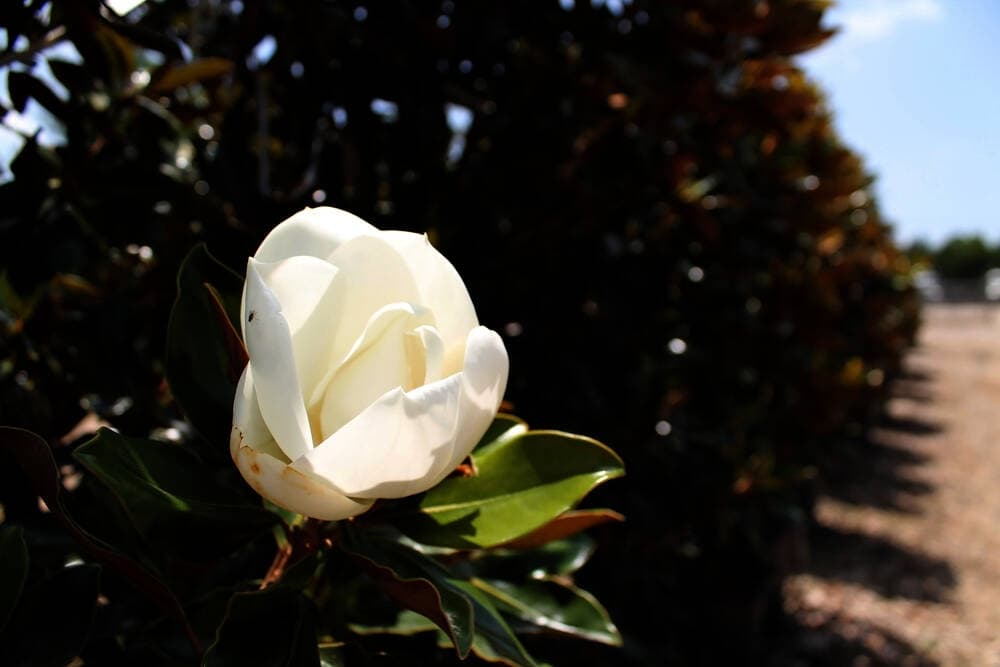 Magnolia trees are one of the flowering, evergreen trees offered at the tree farm. (Lindsey Juarez Moncivais/Community Impact Newspaper)