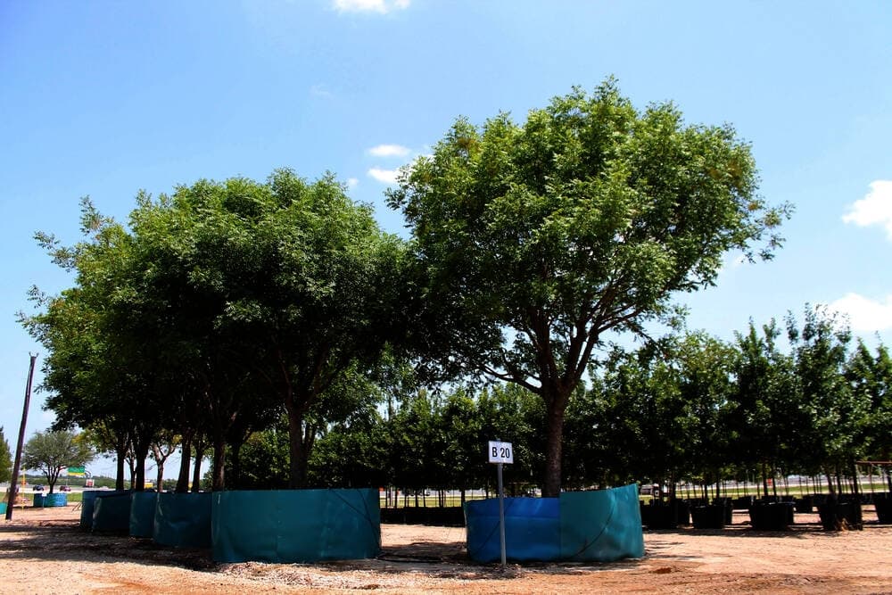 Chinese pistache trees tower over some smaller trees at the 15-acre farm. (Lindsey Juarez Moncivais/Community Impact Newspaper)