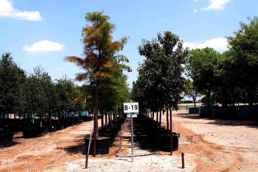 Pond cypress trees (left) and chinquapin oak trees are sold in buckets. (Lindsey Juarez Moncivais/Community Impact Newspaper)