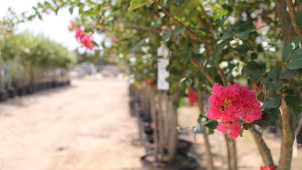 Fannin Tree Farm sells crepe myrtles with either pink or white blooms. (Lindsey Juarez Moncivais/Community Impact Newspaper)