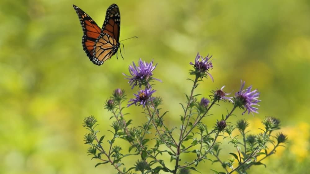 Plano participates in national effort to re-establish pollinator population