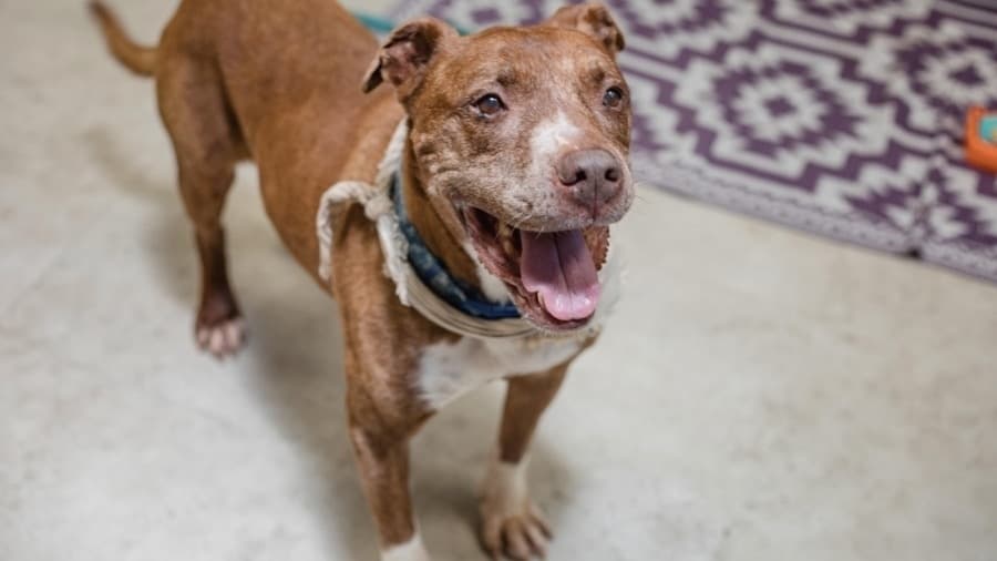 Clear the Shelters event in Richardson seeks to rehome more than 100 adoptable pets