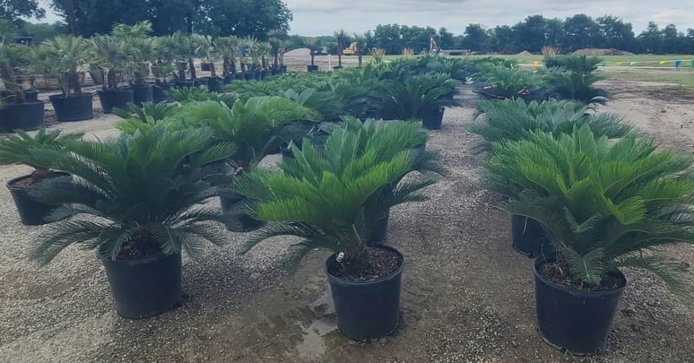 North Texas Palms & Pottery preparing to relocate in McKinney