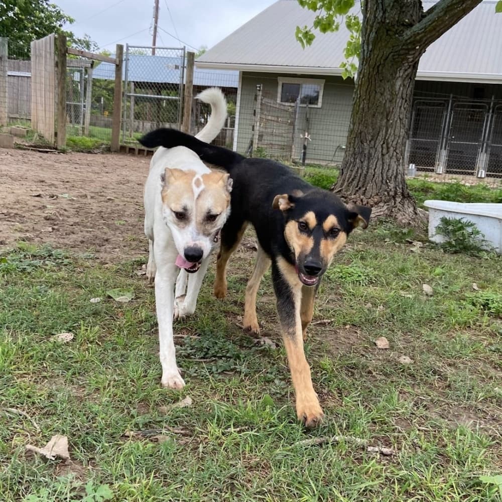 Courtesy DogBoys Ranch