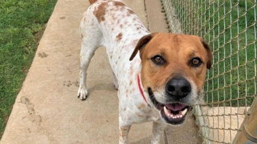 Clear the Shelters event in Plano seeks to rehome 250 pets