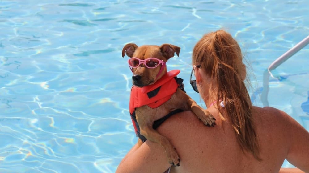 Paws in the Pool, TEDxFrisco and more September events in Frisco