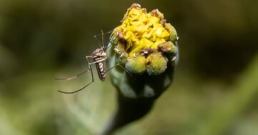 Richardson to spray four areas of city Sept. 8-9 after West Nile virus detected in mosquito traps