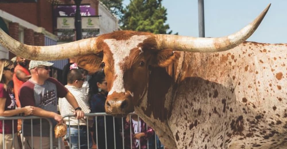 Cattle drive parade, Tri-Town Amazing Race signups and more in Lewisville, Flower Mound & Highland Village
