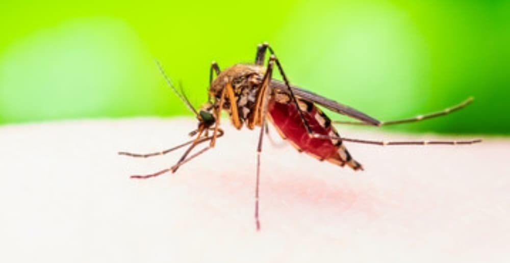 Flower Mound to spray for mosquitoes after sample tests positive for West Nile virus