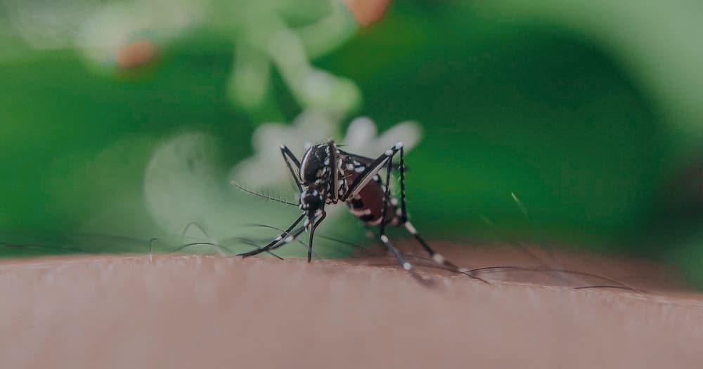 Mosquito trap in Cedar Park tests positive Dec. 2 for West Nile virus