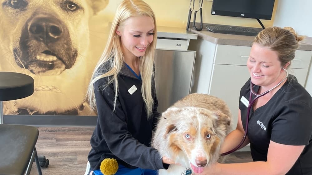 CityVet opens new location in Plano