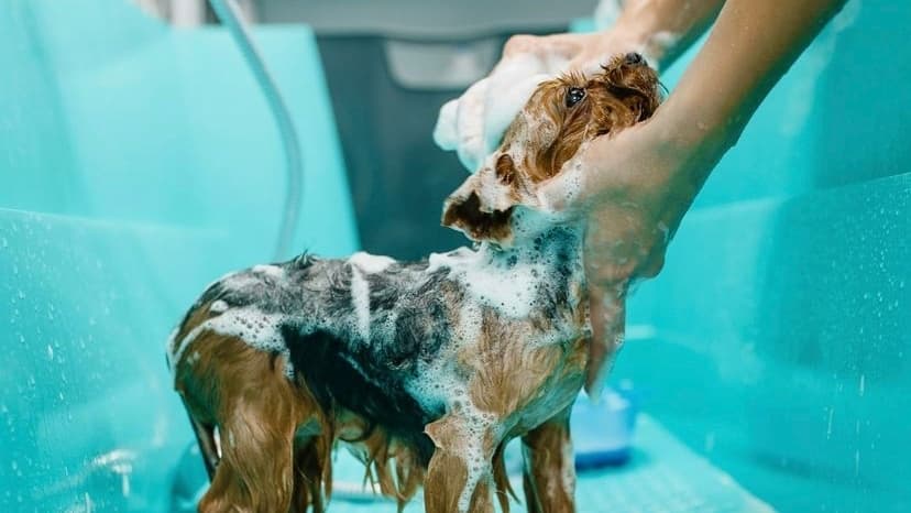 PetBar opens new dog spa in McKinney