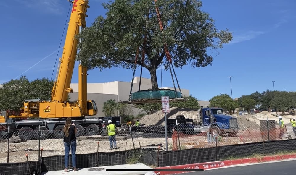 The tree and its rootball weighed about 90,000 pounds. (Courtesy ACC)