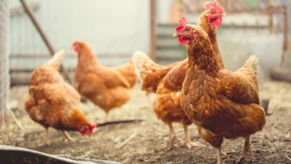 City Council approves ordinance allowing backyard chickens in Plano