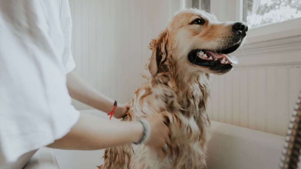 Stonebriar Grooming providing luxury pet care in Frisco