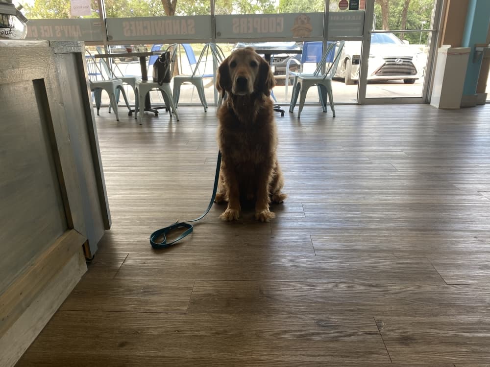 Cooper makes his way to the restaurants to soak up the attention of guests as much as he is allowed. (Darcy Sprague/Community Impact)
