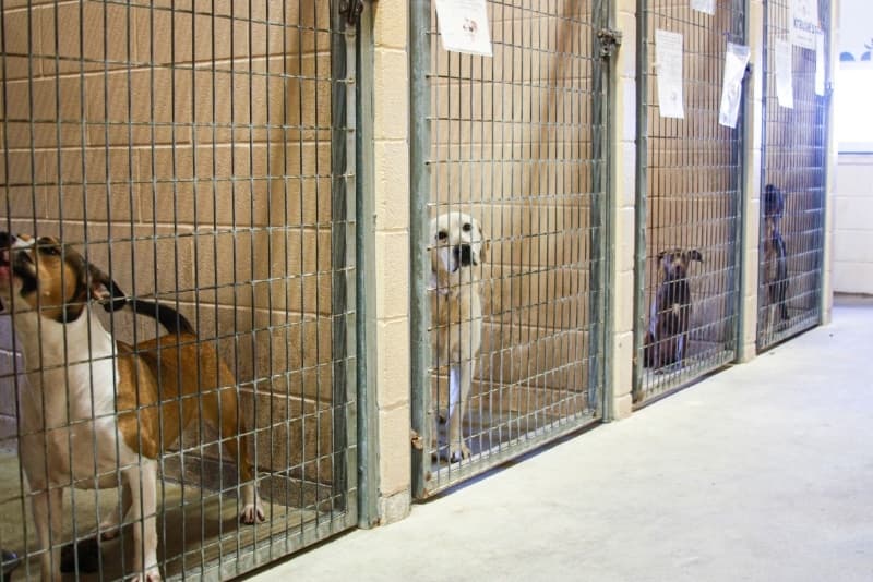 New Braunfels shelter struggles with high intake of animals in need