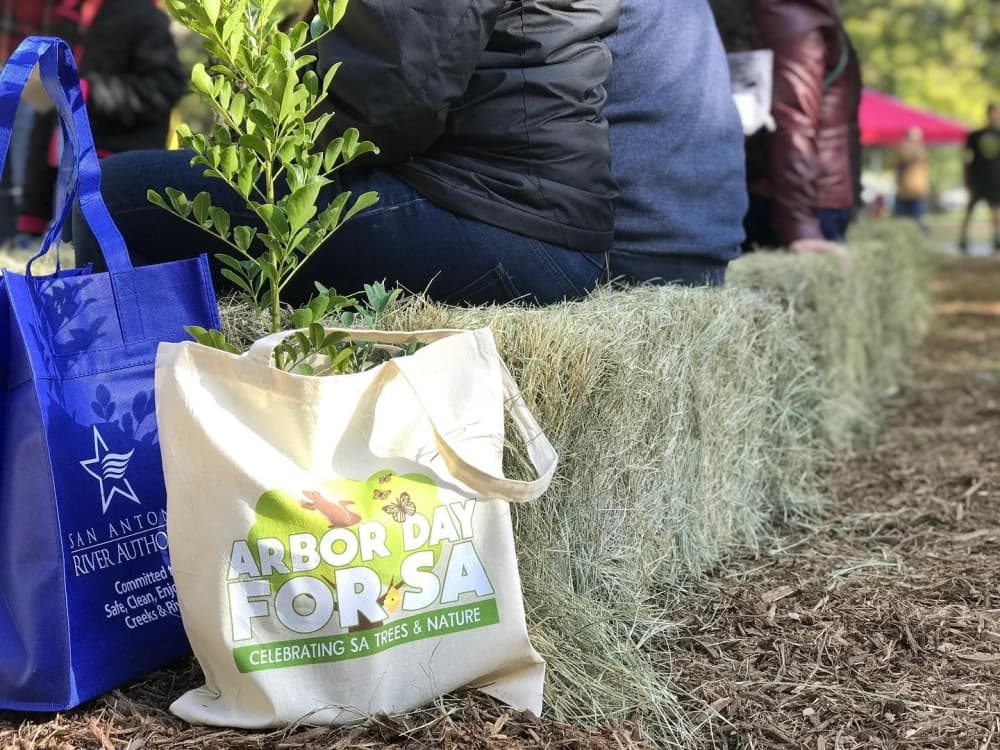 Stone Oak Arbor Day tree giveaway set for Oct. 2