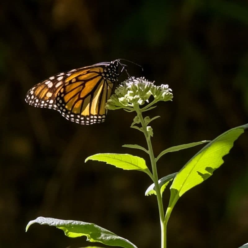 San Antonio’s Monarch Butterfly and Pollinator Festival takes flight