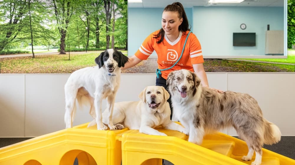 Dogtopia now open; Dollar General coming soon: 5 business updates in Tomball, Magnolia