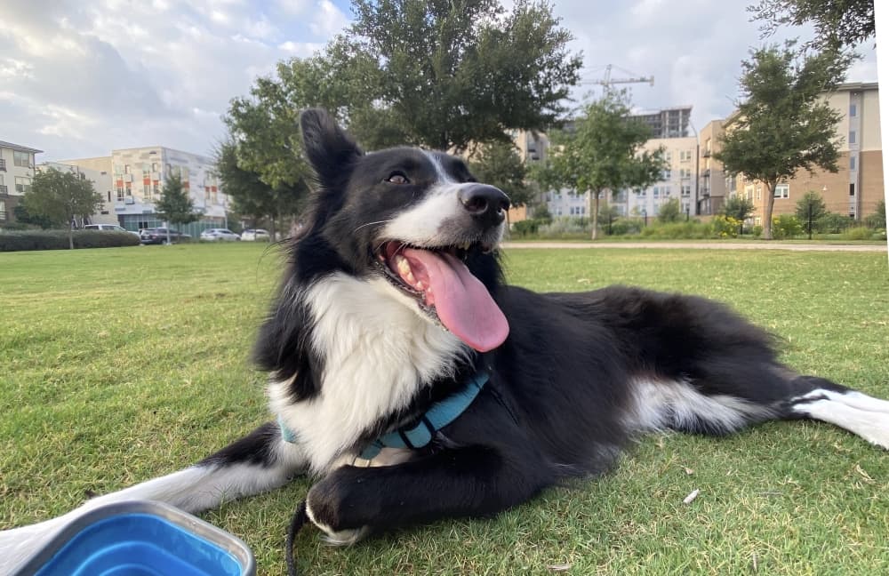 UPDATE: Dog park, restaurant Mutts Canine Cantina to open in Northwest Austin next spring