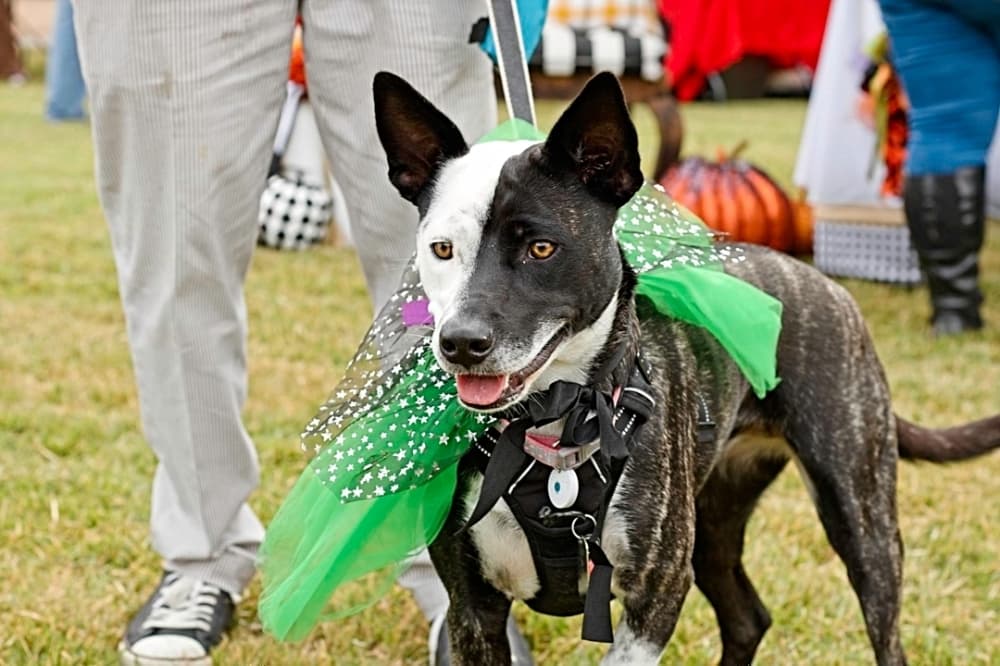 Celebrate fall, walk for a cause: 15 things to do in The Woodland area in October and November