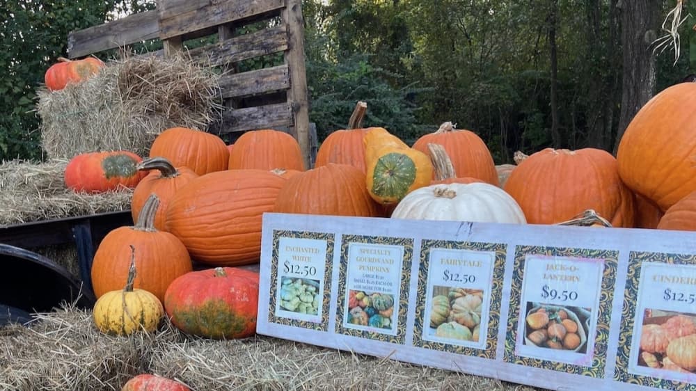 Beehive Boutique and Garden of New Caney to celebrate first anniversary with fall festival