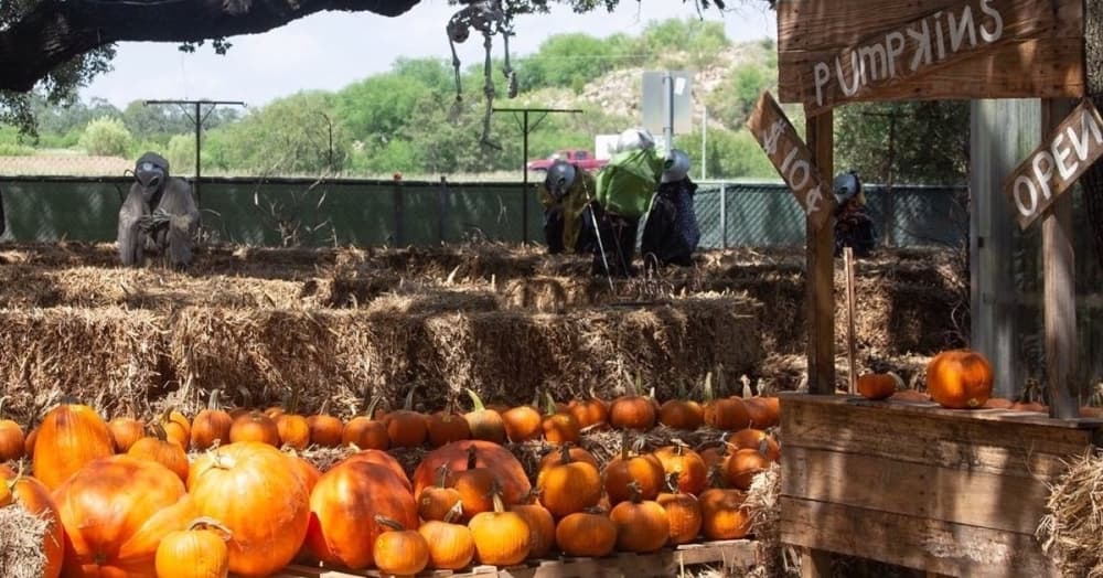 Pumpkin patches open up in North San Antonio