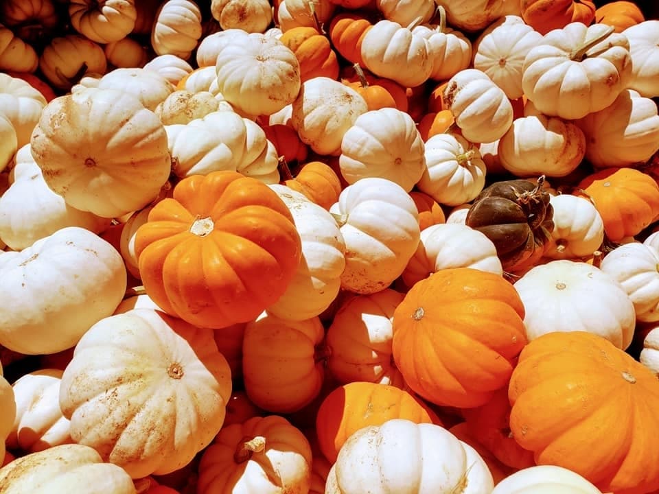GUIDE: Celebrate fall in the Houston area at these pumpkin patches, events
