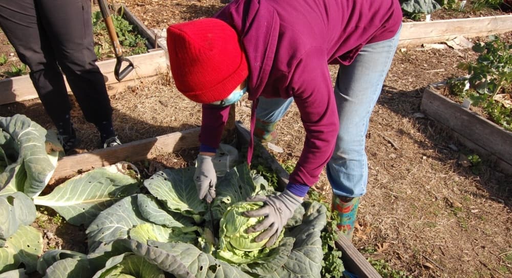 North Austin YMCA Community Garden receives beautification, maintenance work