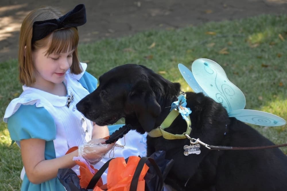 Cecily Ray puts on her dog Zeke’s award from the butterfly-themed costume contest. (Anjali Krishna/Community Impact Newspaper)